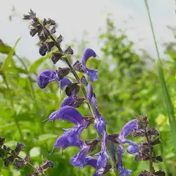 Une image de La sauge des prés : un indispensable du jardin