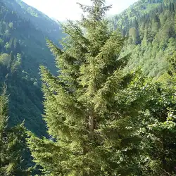 Une image de Sapin de l'Est 'Aureospicata': une beauté dorée pour illuminer votre jardin