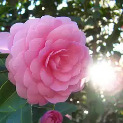 Une image de Le Camélia de Noël, une beauté hivernale