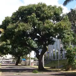 Une image de Mangue Alphonso : le roi des mangues