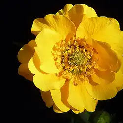 Une image de Geum 'Princesse Juliana' : une plante vivace spectaculaire