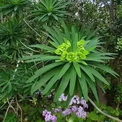 Une image de Chardon de Majorque : une plante facile à cultiver pour un décor saisissant
