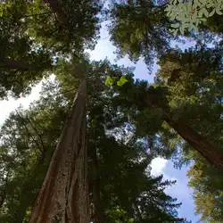 Une image de Séquoia Sempervirens : le géant de Californie pour votre jardin