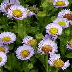 Une image de Erigeron Glaucus Sunburst : une plante facile d'entretien pour un jardin fleuri