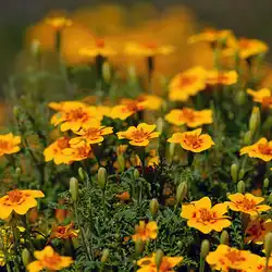 Une image de La tagète ténue 'Tangerine' : une plante florifère aux couleurs chatoyantes