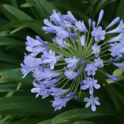 Une image de Agapanthe 'Midnight Cascade' : la touche de bleu profond pour un jardin majestueux