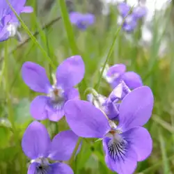 Une image de La violette des bois : comme son nom l'indique !