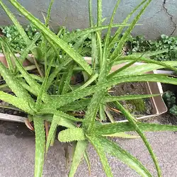 Une image de L'Aloé Vera : une plante facile à cultiver pour des bienfaits extraordinaires