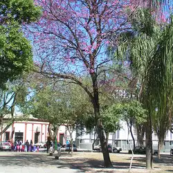 Une image de Tabebuia impetiginosa : un arbre élégant pour votre jardin