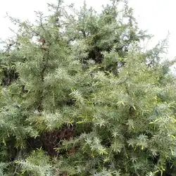 Une image de Le Genévrier cade : Un petit arbre rustique au feuillage aromatique 