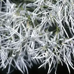 Une image de La Fringe Tree: un arbuste à la fois élégant et rustique