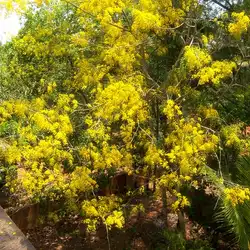 Une image de Cassia fleurit : la plante aux fleurs jaunes éclatantes