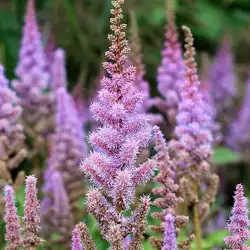 Une image de Ajoutez une touche d'élégance à votre jardin avec l'Astilbe 'Raspberry Red'!