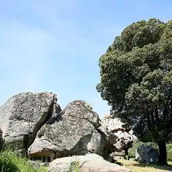 Une image de Le Quercus ilex est plus connu sous le nom de Chêne liège en français.