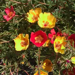 Une image de Portulaca Grandiflora : Des Couleurs Vibrantes pour un Jardin Éblouissant