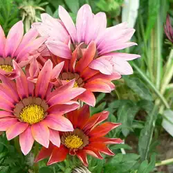 Une image de Gazania, La Fleur Brillante Résistante