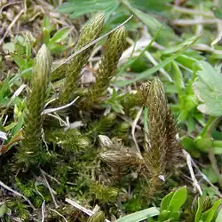 Une image de La Selaginelle dorée : une plante facile à cultiver