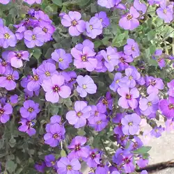 Une image de Aubriète : une plante tapissante aux fleurs vibrantes