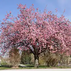 Une image de Le cerisier à fleurs Kojo-No-Mai : plantation, entretien et taille