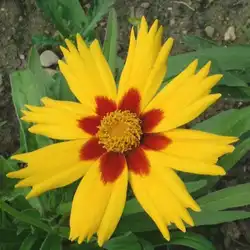 Une image de Coréopsis grandiflora 'Sunray' : la plante incontournable pour une floraison éblouissante