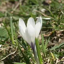 Une image de Le crocus doré, une floraison éclatante au printemps