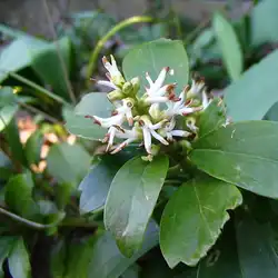 Une image de Le Pachysandre Terminalis : La Plante Incontournable pour un Jardin Parfait