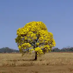 Une image de Tabebuia Jaune : Une Plante D’Exception Pour Votre Jardin