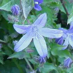 Une image de La Campanule des murs : la plante vivace facile et rapide à cultiver