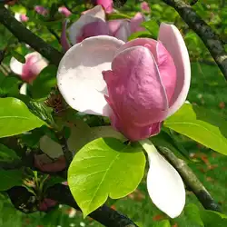 Une image de Magnolia : un arbuste majestueux pour votre jardin