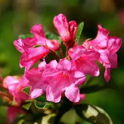 Une image de Rhododendron Hirsutum : l'arbuste à la floraison explosive !
