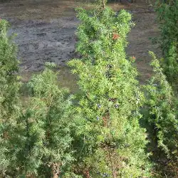 Une image de Juniperus communis est communément connu en français sous le nom de genévrier commun.