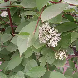 Une image de Cornouiller panaché : la plante idéale pour un jardin élégant et coloré