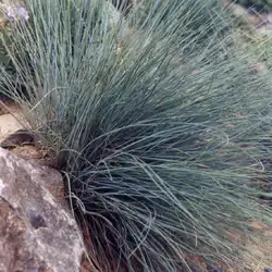 Une image de La fétuque bleue, une plante d'une beauté renversante