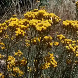 Une image de Immortelle d'Italie : la plante résistante pour un jardin éclatant
