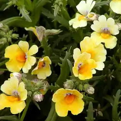 Une image de Nemesia strumosa est une plante annuelle vivace, également connue sous son nom commun de némésie.