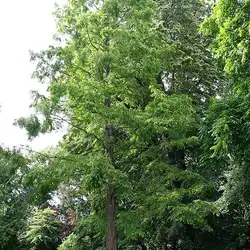 Une image de La Metaséquoia : une plante majestueuse pour votre jardin