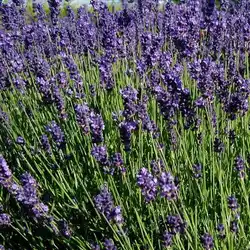 Une image de Lavande : planter, entretenir et tailler cette plante incontournable du Sud