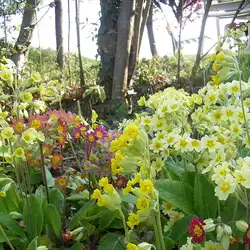 Une image de La Primevère Dorée : une plante facile à cultiver