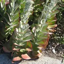 Une image de Kalanchoé Flapjack : la plante grasse facile à vivre