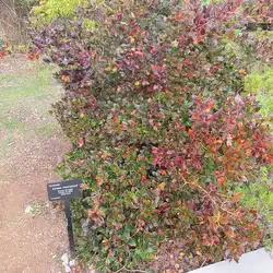 Une image de Carissa macrocarpa : La Plante au Fruit Délicieux