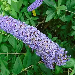 Une image de Buddleja Royal Red : Une Plante Magnifique et Facile à Cultiver