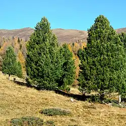 Une image de Pin cembro : la plante idéale pour votre jardin de montagne
