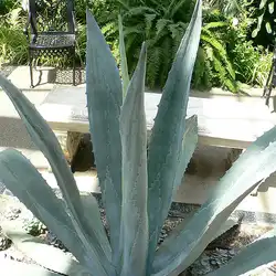 Une image de Agave : une plante succulente imposante pour votre jardin