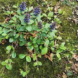 Une image de Bugle rampante 'Blueberry Muffin' : la plante couvre-sol qui va sublimer votre jardin