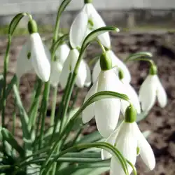 Une image de Galanthus nivalis : la fleur qui annonce le printemps