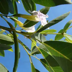 Une image de Tabebuia Rosea : Une belle addition à votre jardin