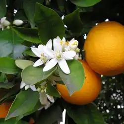 Une image de Oranger sudachi : une plante fruitière pleine de surprises