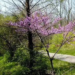 Une image de La magnifique Cercis canadensis 'Forest Pansy' : un arbre à la floraison époustouflante