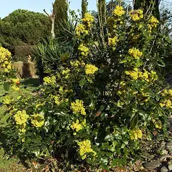 Une image de Mahonia Apollo : la plante qui va faire vibrer votre jardin