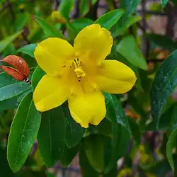 Une image de Gelsemium sempervirens : une plante grimpante facile à cultiver